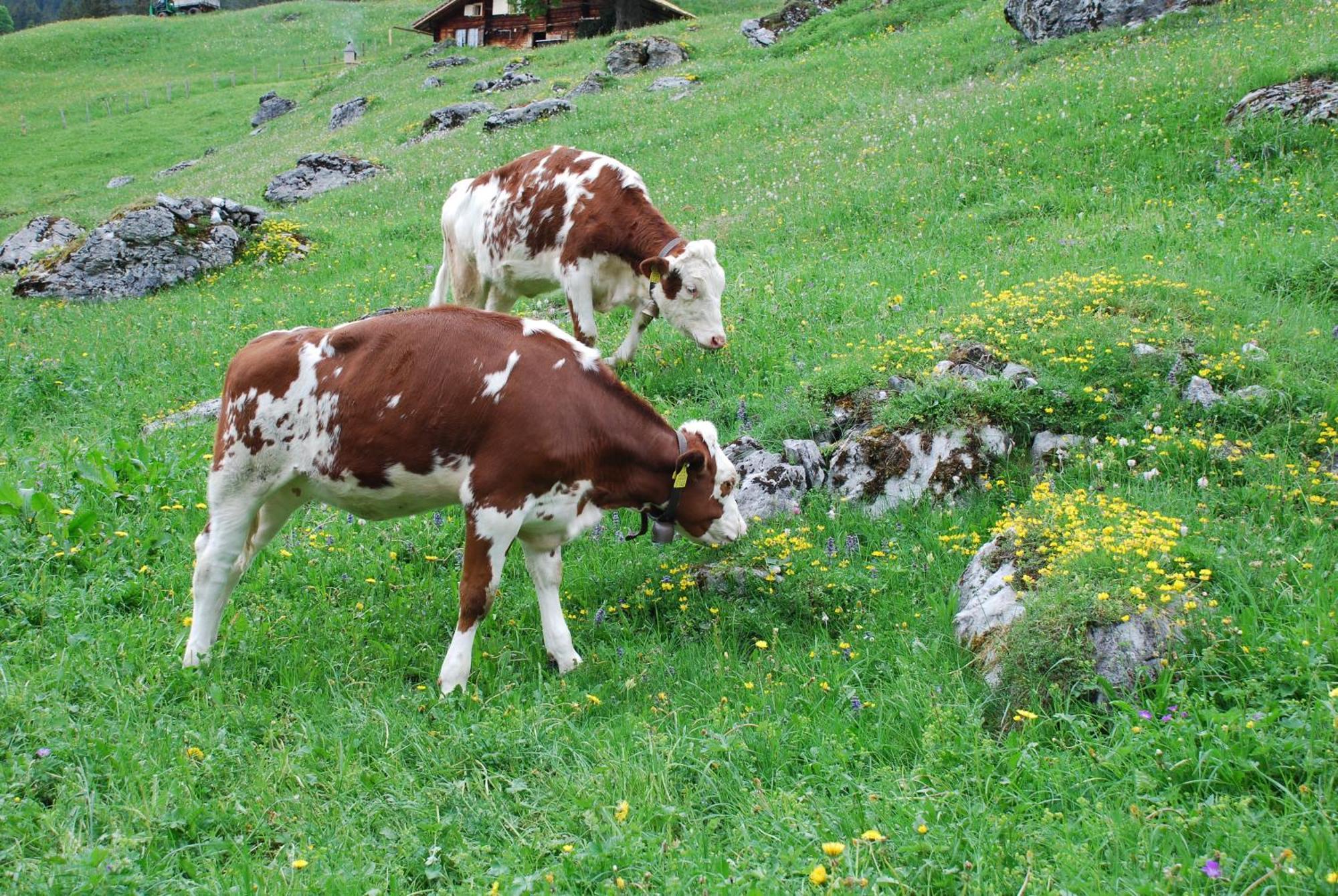 Hotel Bluemlisalp Grindelwald Extérieur photo