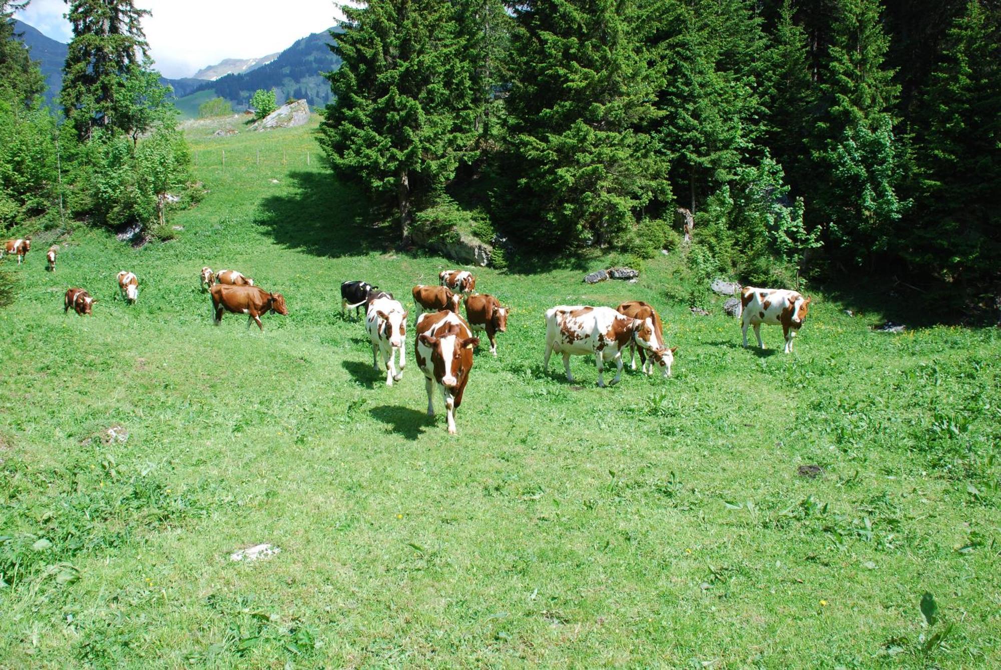Hotel Bluemlisalp Grindelwald Extérieur photo